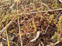 Sedum moranense