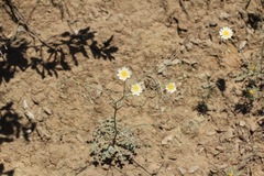 Malacothrix floccifera