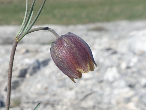 Image of Fritillaria montana by (c) Clément Maouche, some rights reserved (CC BY)