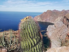 Ferocactus emoryi emoryi