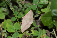 Rhodostrophia calabra