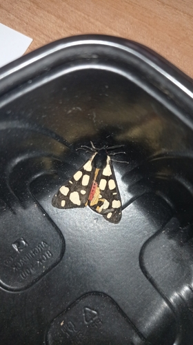 Arctia villica