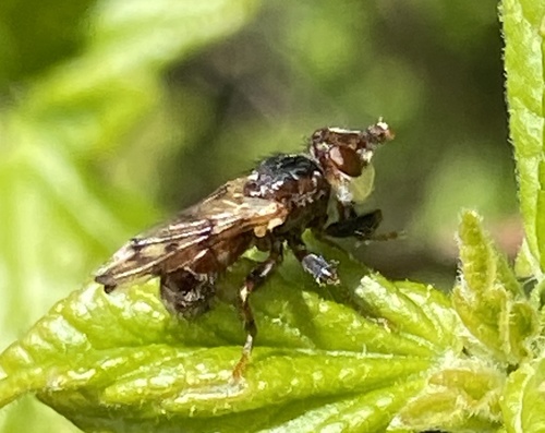 Myopa polystigma