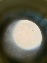 Desmodesmus communis