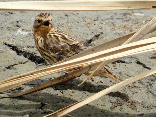 Red-throated Pipit