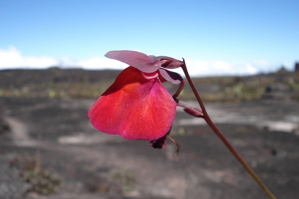 Utricularia quelchii N.E.Br. 4