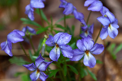 Viola pedata