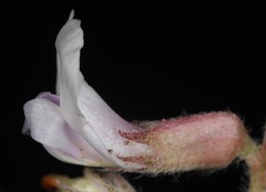 Astragalus plattensis