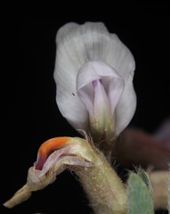 Astragalus plattensis