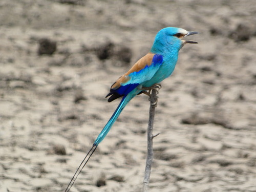 Abyssinian Roller