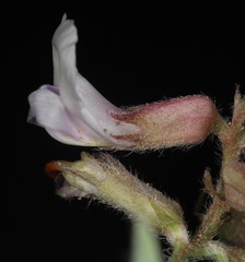 Astragalus plattensis