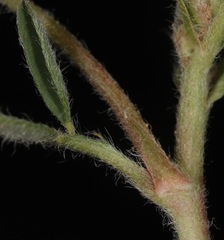 Astragalus plattensis