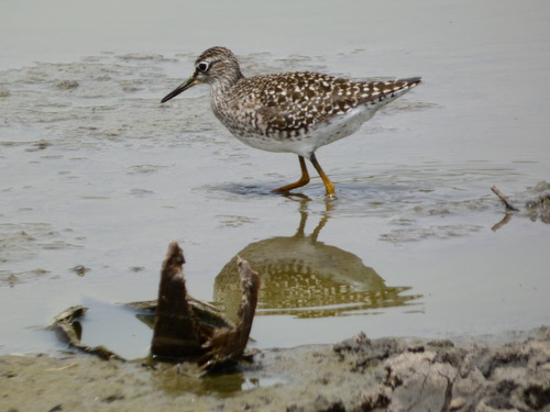 Wood Sandpiper