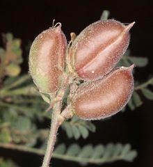 Astragalus plattensis
