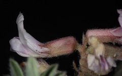 Astragalus plattensis
