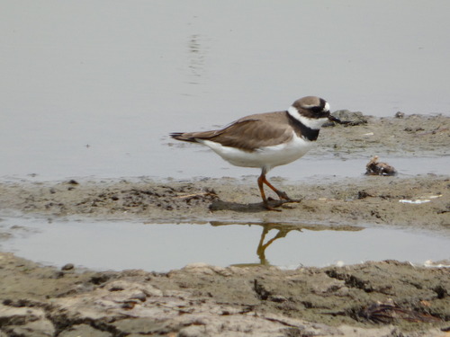 Little Ringed Plover