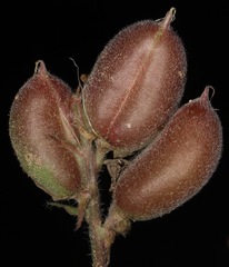Astragalus plattensis