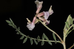 Astragalus plattensis
