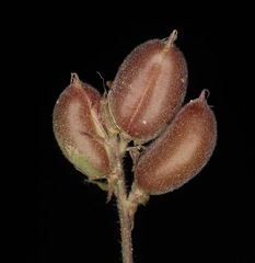 Astragalus plattensis