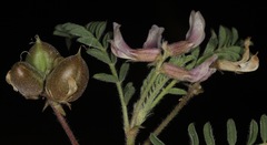 Astragalus plattensis