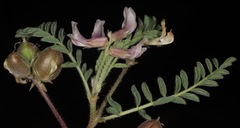 Astragalus plattensis