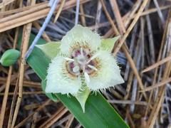 Calochortus westonii