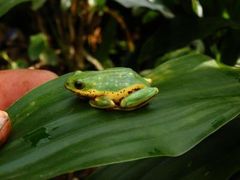 Hyperolius viridiflavus