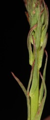 Oenothera sinuosa