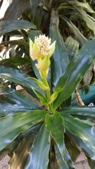 Dracaena fragrans