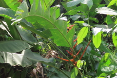 Heliconia latispatha image