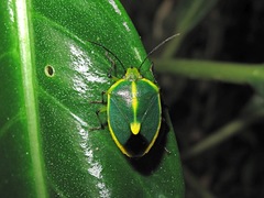 Chinavia gravis