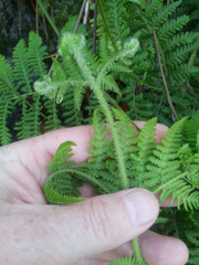 Hypolepis dicksonioides