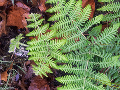 Hypolepis dicksonioides