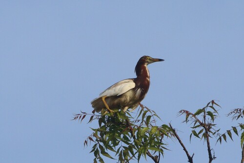 Chinese Pond Heron (Ardeola bacchus), photo 10