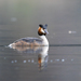 Eurasian Great Crested Grebe - Photo (c) Manuel Raab, some rights reserved (CC BY-NC), uploaded by Manuel Raab