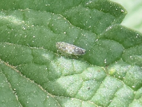 Ligurian Leafhopper, Groesbeek, Nederland, photo 6 of 10