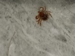 Amblyomma americanum