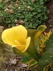 Zantedeschia elliottiana