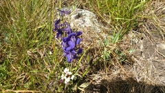 Delphinium hesperium