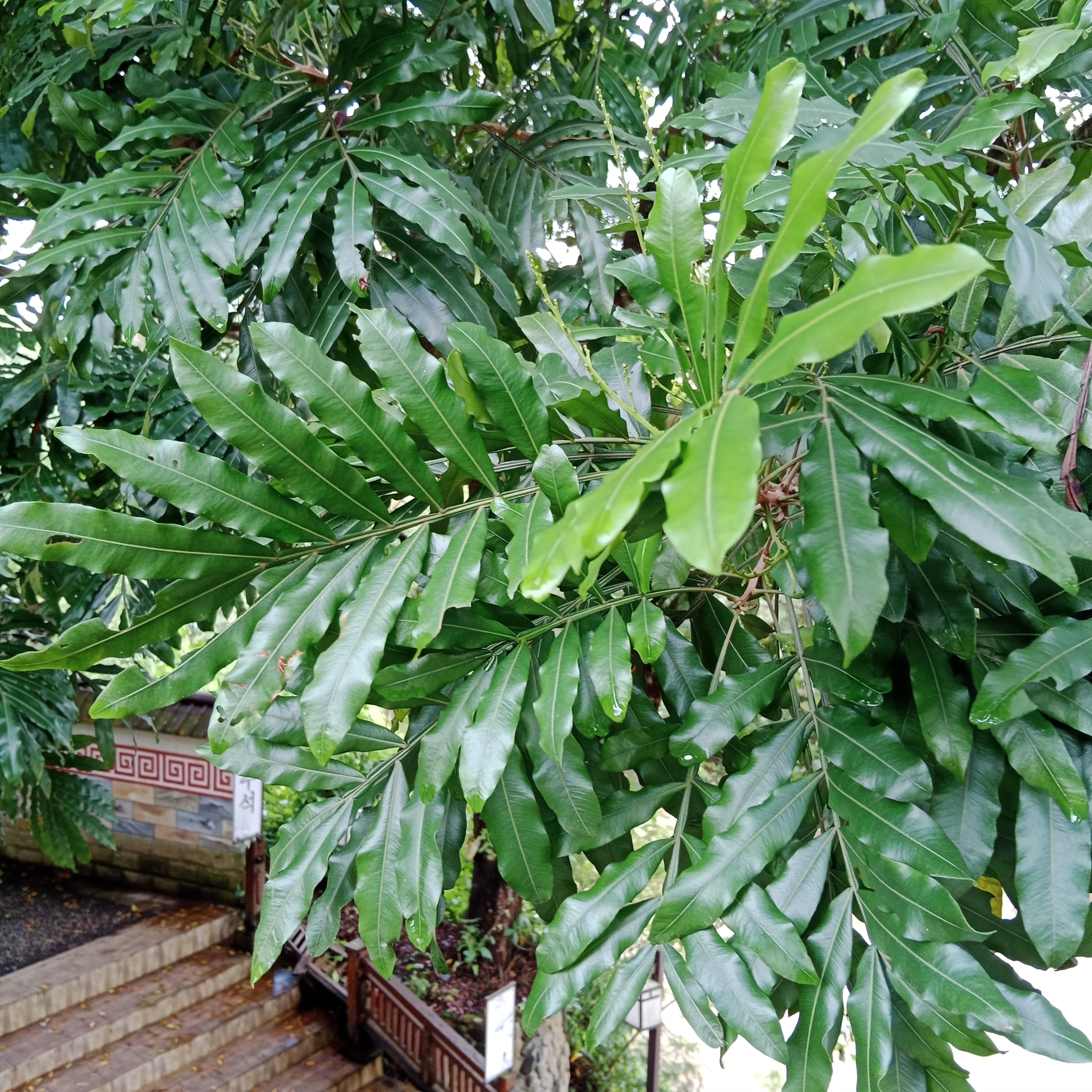Imagem de Árvore-da-borracha