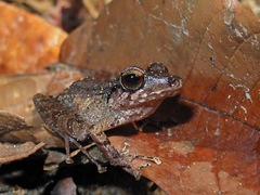 Pristimantis lanthanites