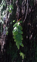 Tmesipteris lanceolata