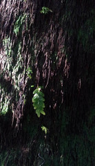 Tmesipteris lanceolata