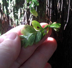 Tmesipteris lanceolata