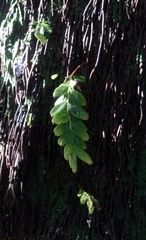 Tmesipteris lanceolata