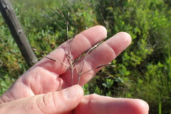 Fimbristylis castanea