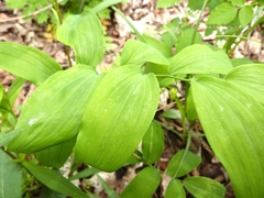 Polygonatum