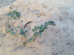 Euphorbia oranensis
