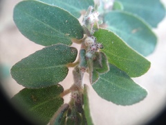 Euphorbia oranensis