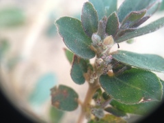 Euphorbia oranensis